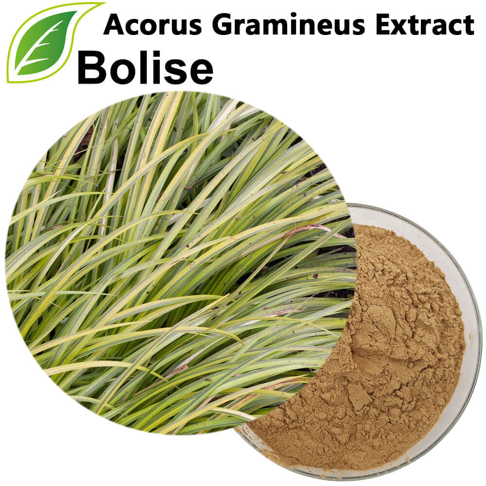 Ekstrakt Acorus Gramineus