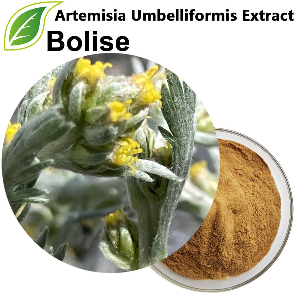 Artemisia Umbelliformis Extract Artemisia Umbelliformis Extract