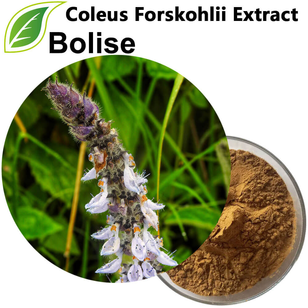 Coleus Forskohlii Extract Coleus Forskohlii Extract