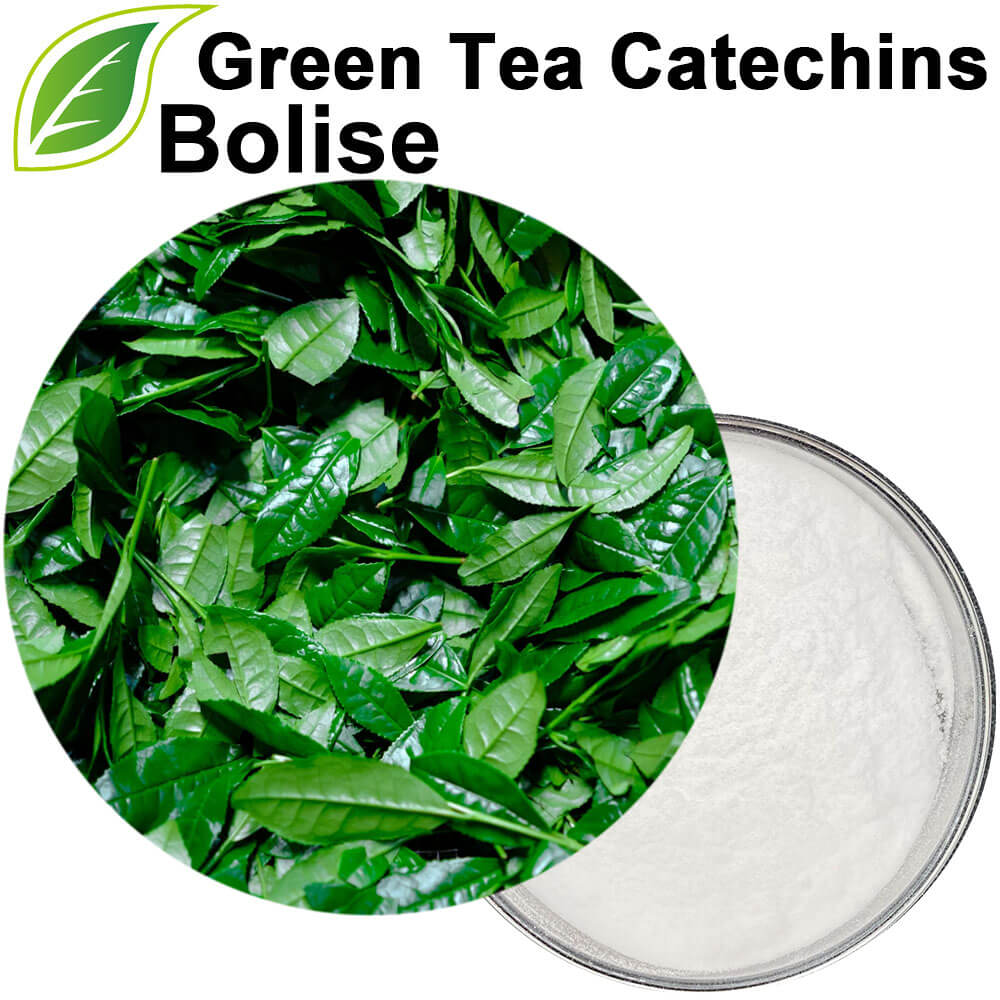 Green Tea Catechins