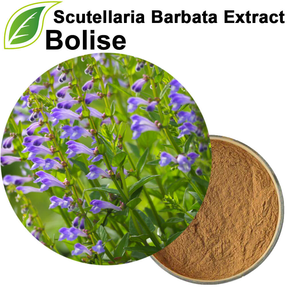 Scutellaria Barbata Extract Scutellaria Barbata Extract