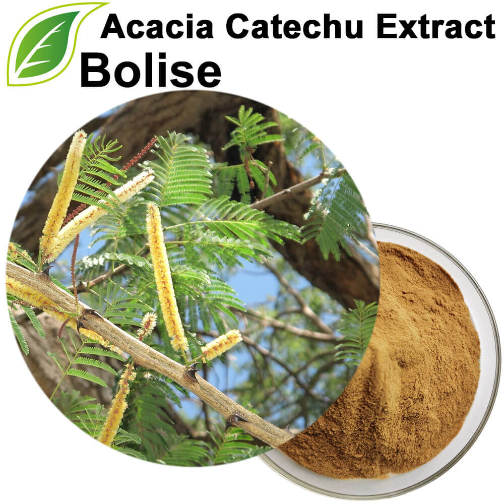 Acacia Catechu Extract Acacia Catechu Extract