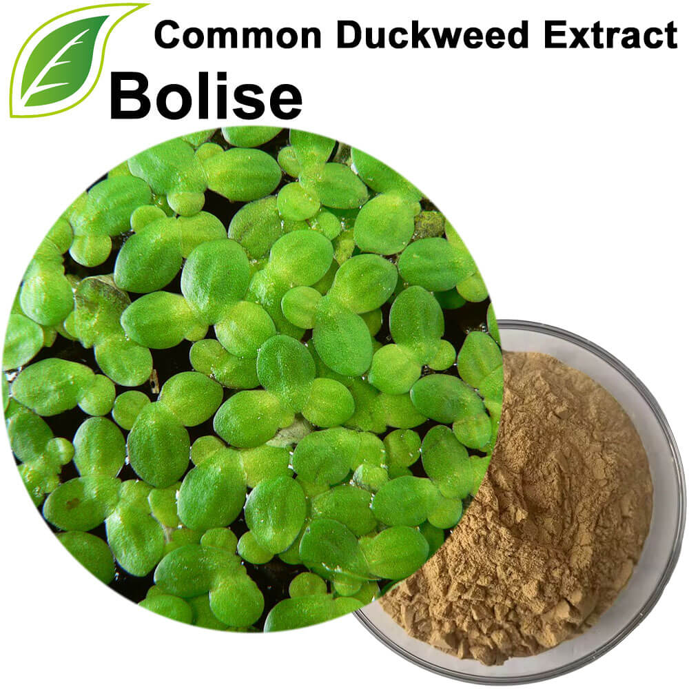 Common Duckweed Extract Common Duckweed Extract