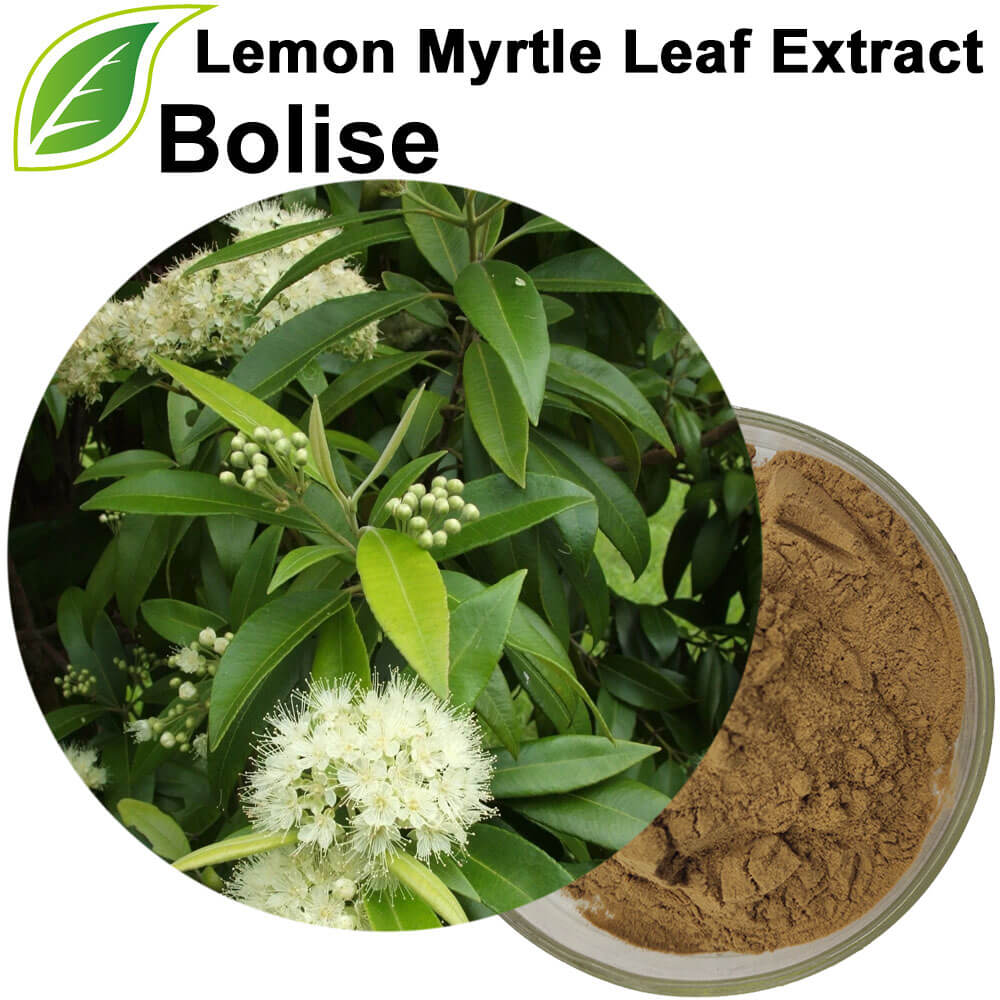 Lemon Myrtle (Backhousia Citriodora) Extract Lemon Myrtle (Backhousia Citriodora) Extract