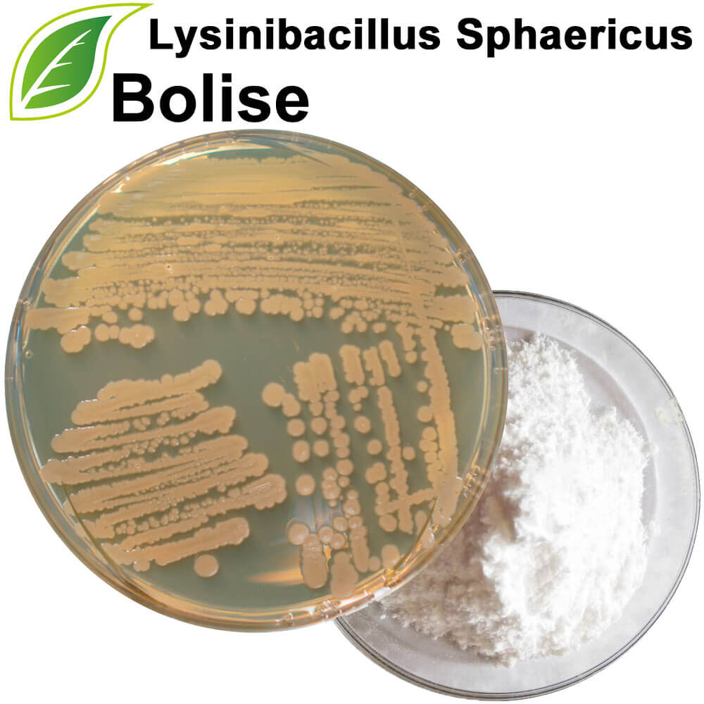 Lysinibacillus Sphaericus Lysinibacillus Sphaericus
