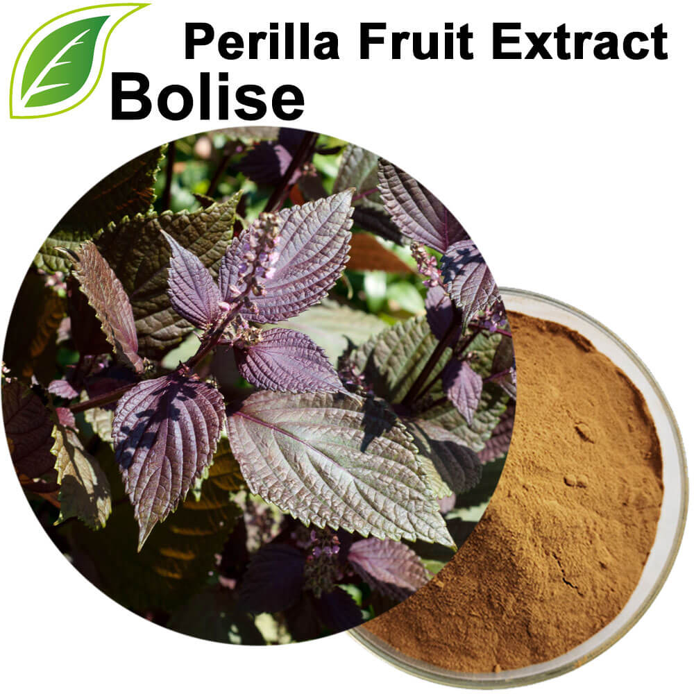 Perilla Fruit Extract Perilla Fruit Extract