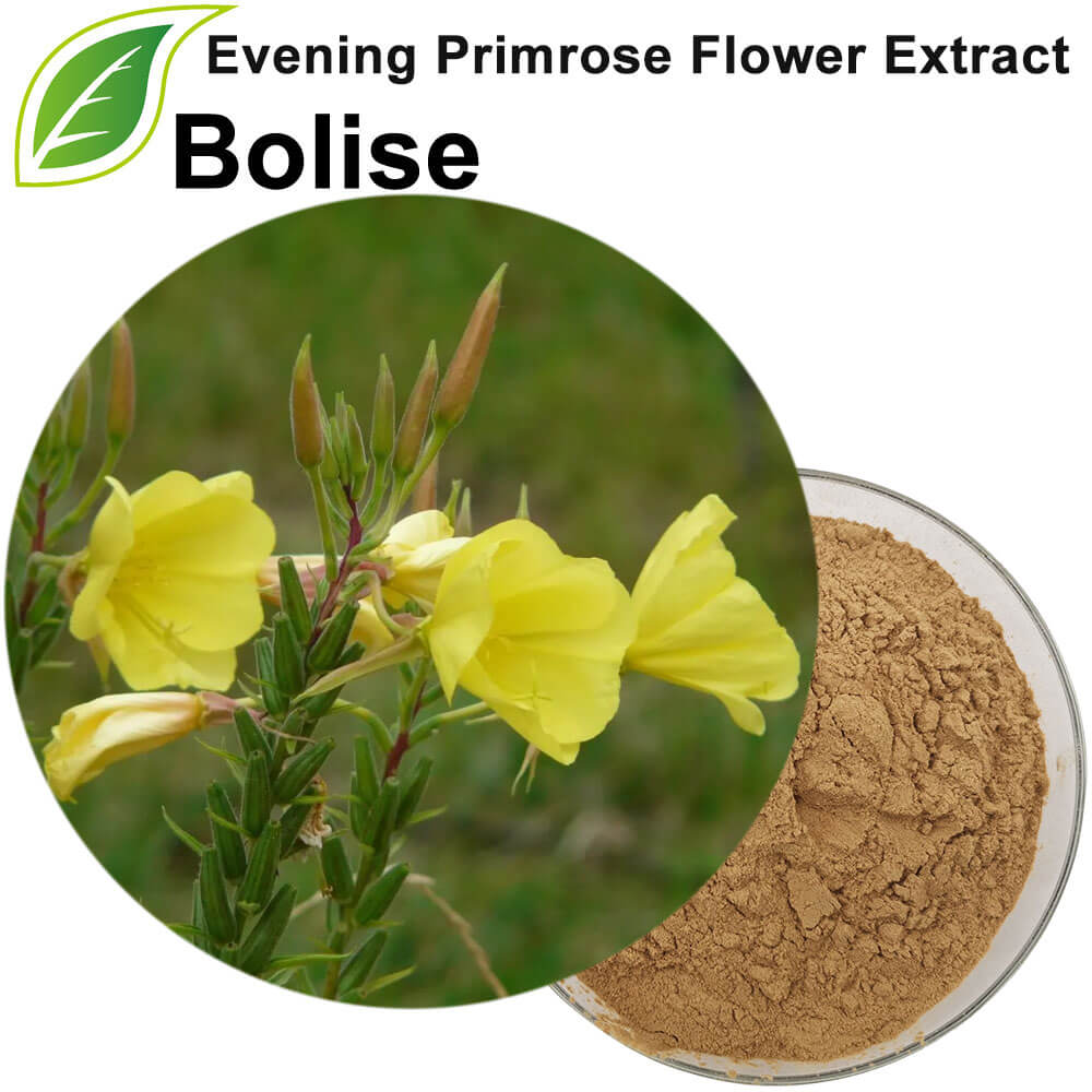Evening Primrose Flower Extract Evening Primrose Flower Extract