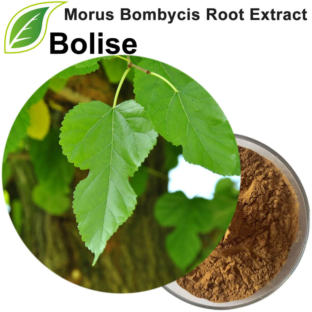 Morus Bombycis Root Extract Morus Bombycis Root Extract