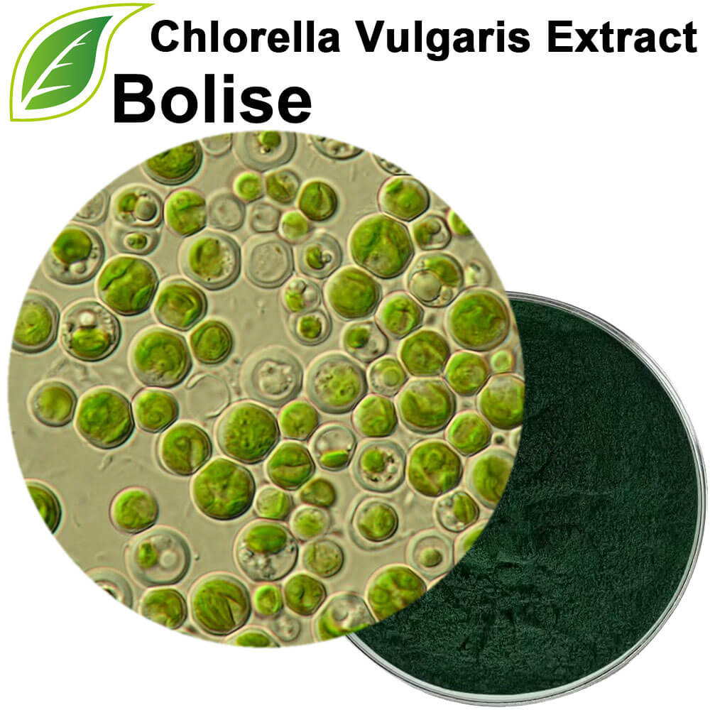Chlorella Vulgaris Extract Chlorella Vulgaris Extract