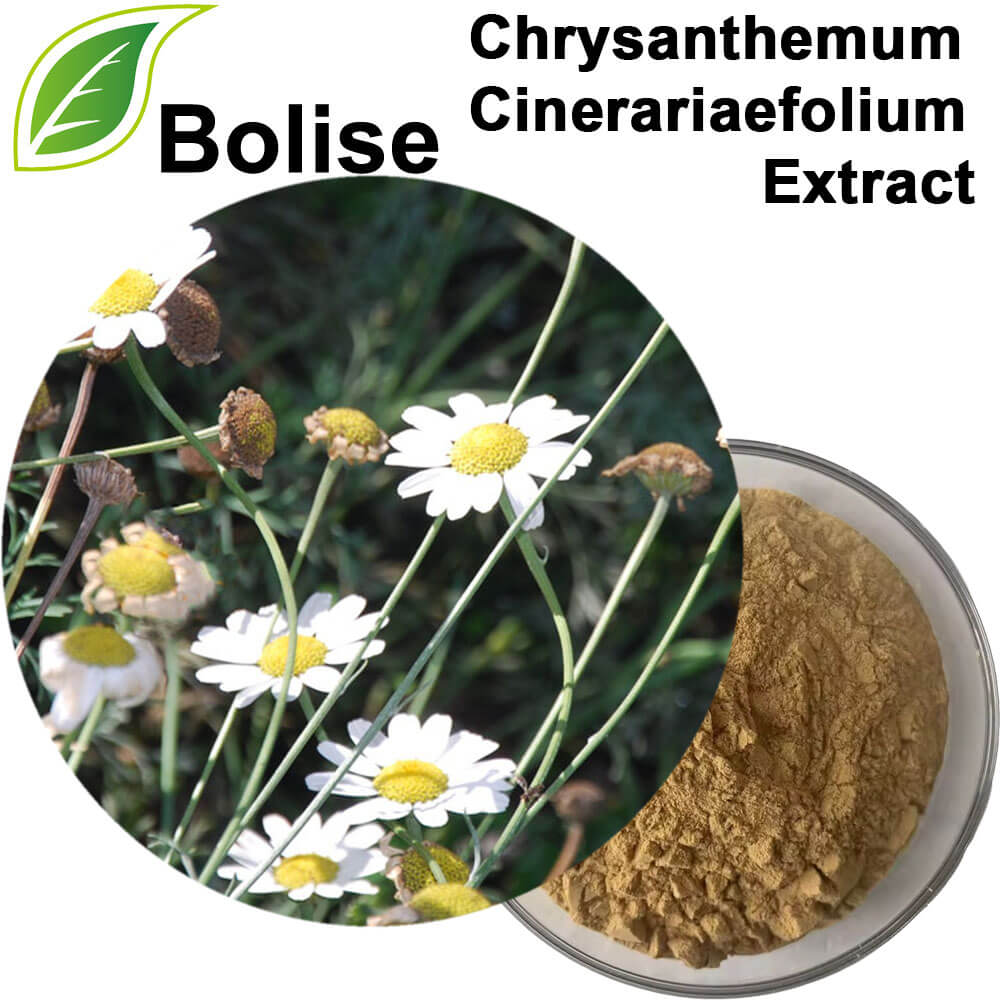 Chrysanthemum Cinerariaefolium Extract