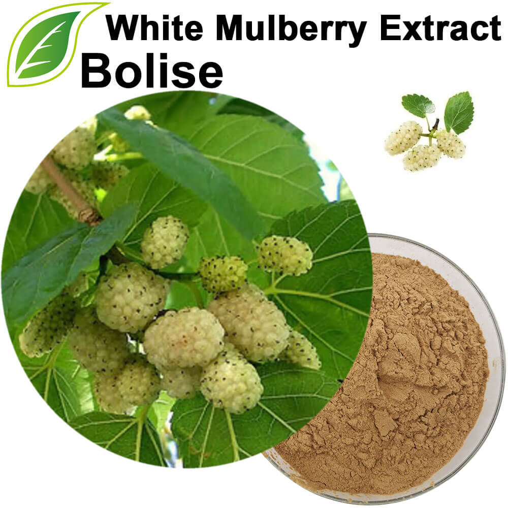 White Mulberry Extract White Mulberry Extract