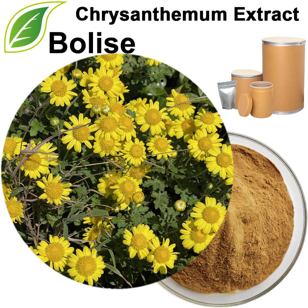 Chrysanthemum Extract