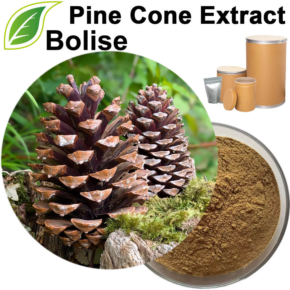 Pine Cone Extract Pine Cone Extract