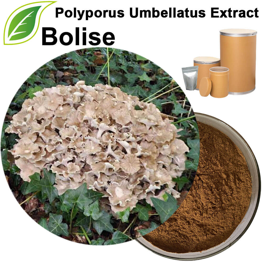 Zhu Ling Mushroom Powder(Polyporus Umbellatus Extract) Zhu Ling Mushroom Powder(Polyporus Umbellatus Extract)