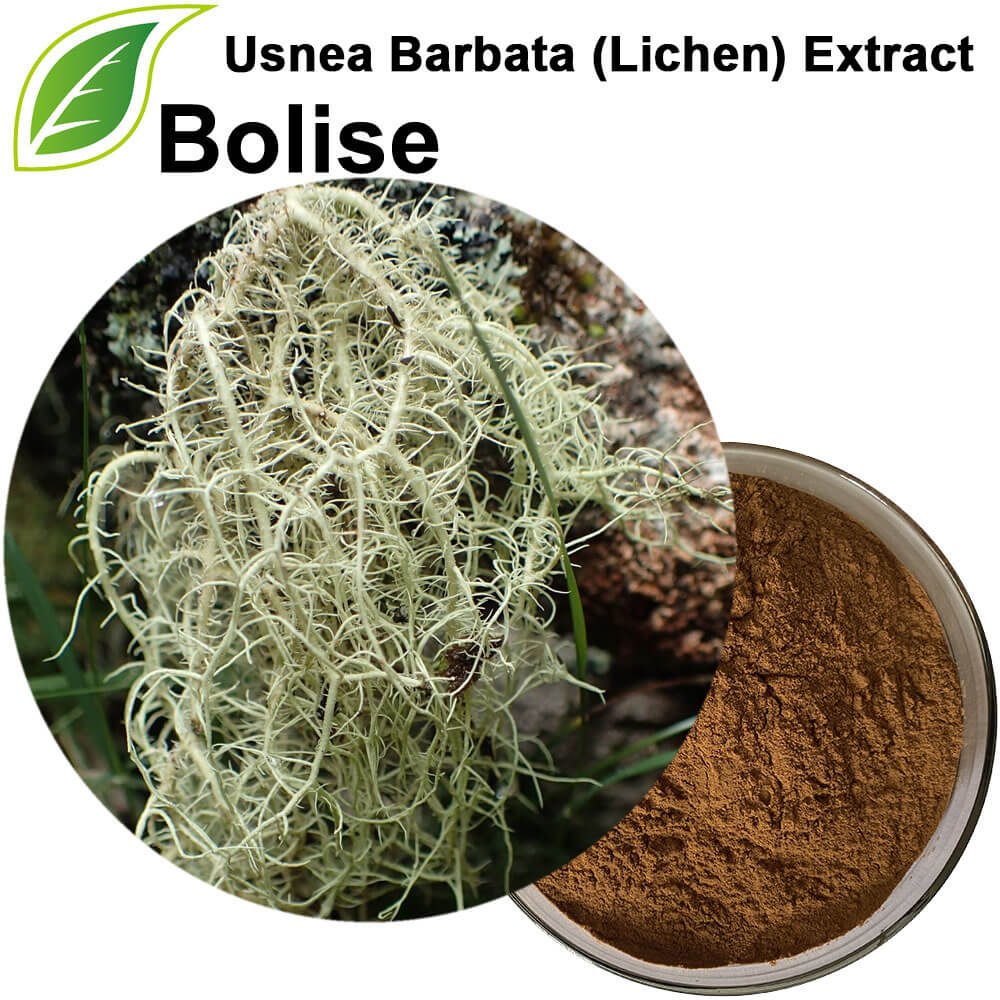 Usnea Barbata (Lichen) Extract Usnea Barbata (Lichen) Extract