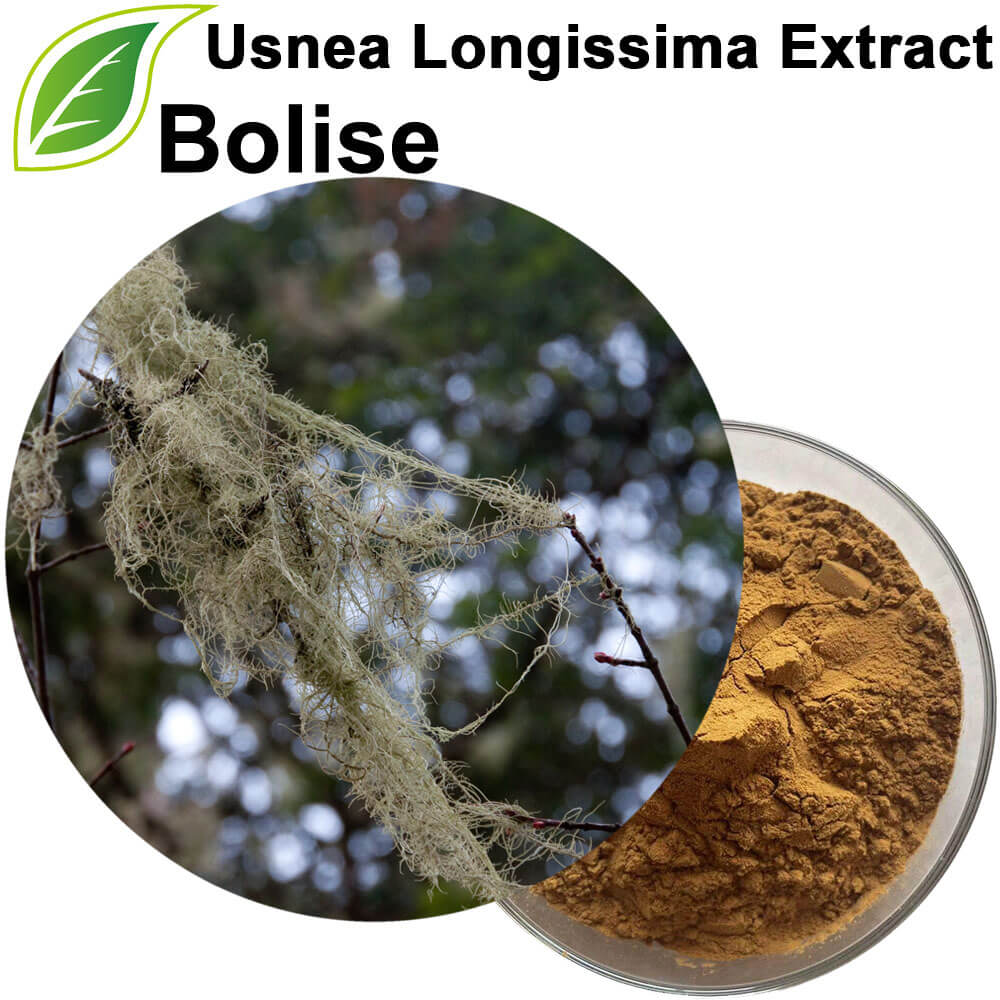 Usnea Longissima Extract