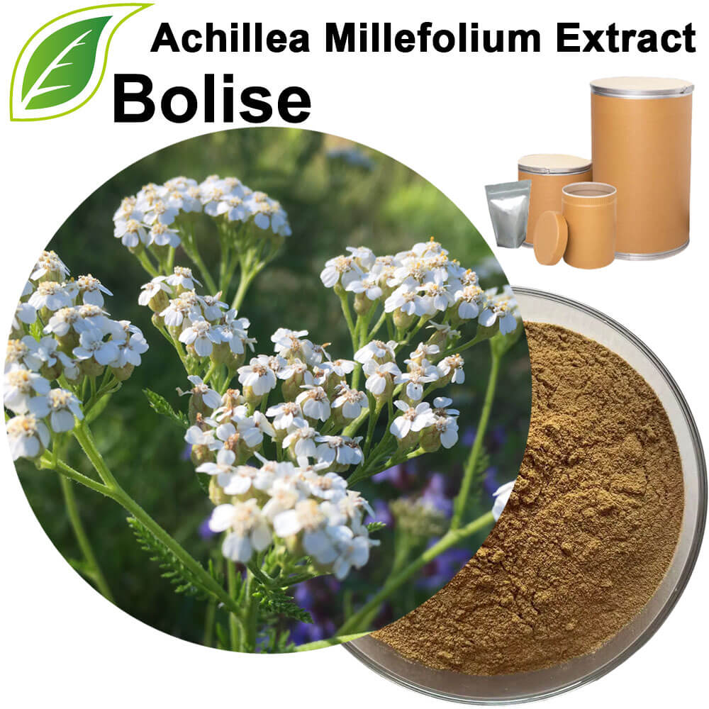 Yarrow Extract(Achillea Millefolium Extract) Yarrow Extract(Achillea Millefolium Extract)