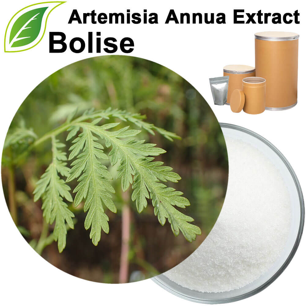 Artemisia Annua Extract Artemisia Annua Extract