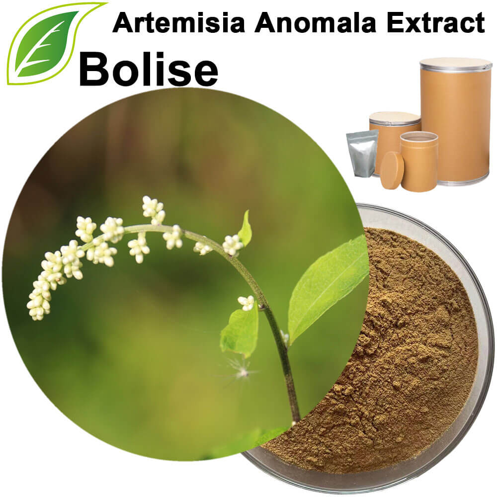 Artemisia Anomala Extract Artemisia Anomala Extract