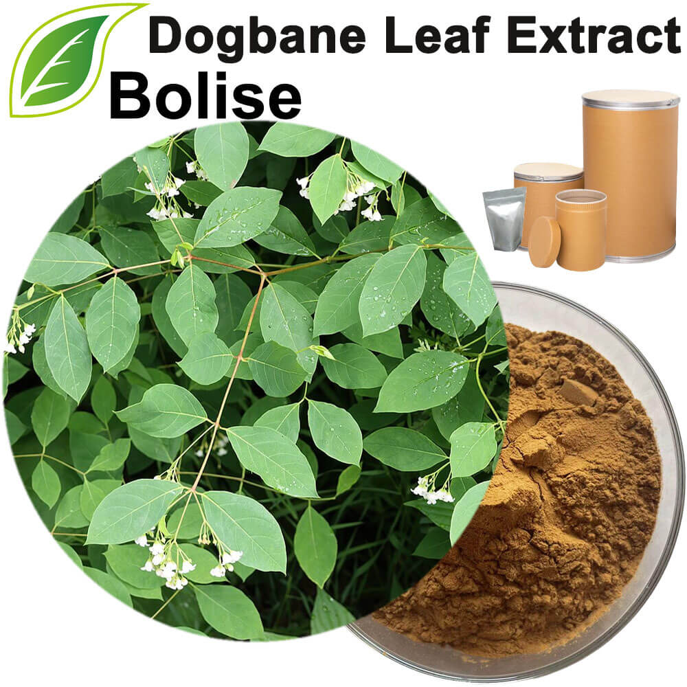 Dogbane Leaf Extract(Folium Apocyni Veneti Extract)
