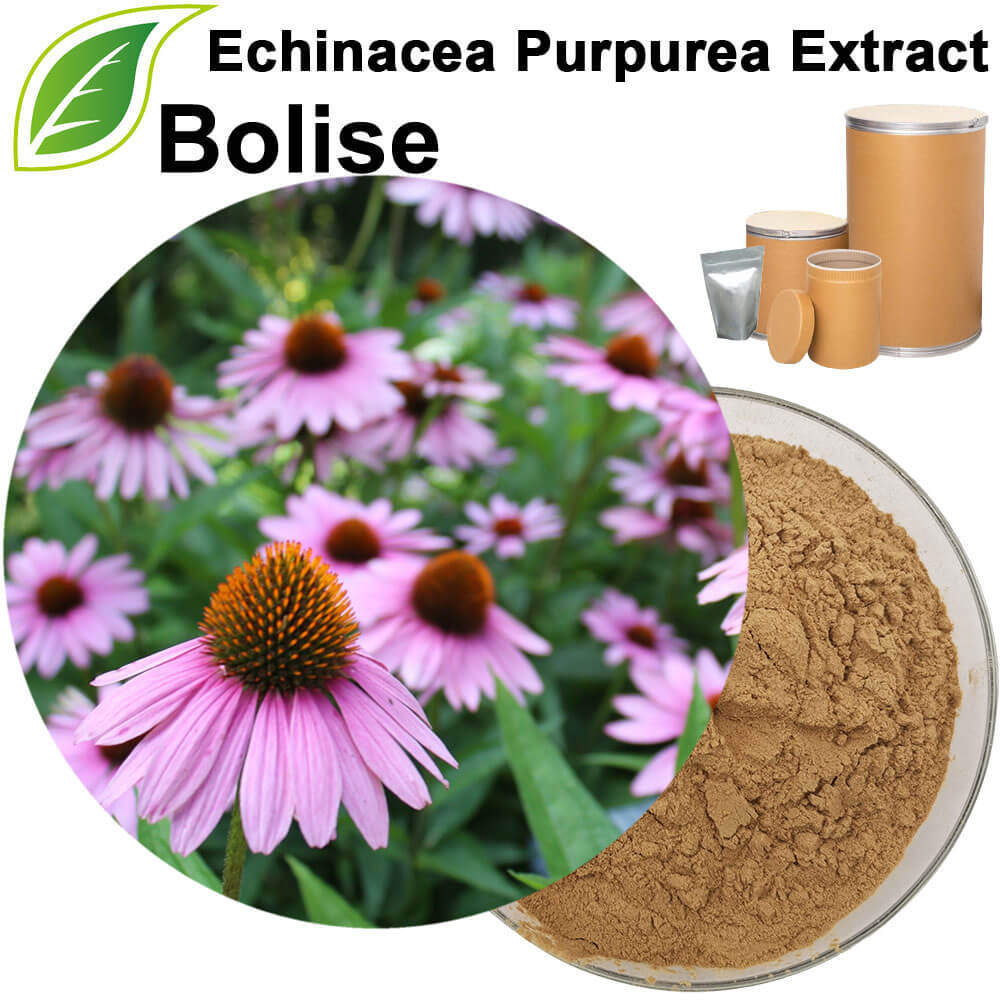 Echinacea Purpurea (Coneflower) Extract