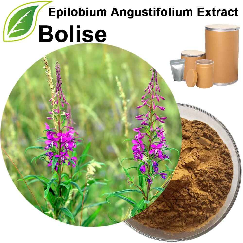 Epilobium Angustifolium Extract Epilobium Angustifolium Extract