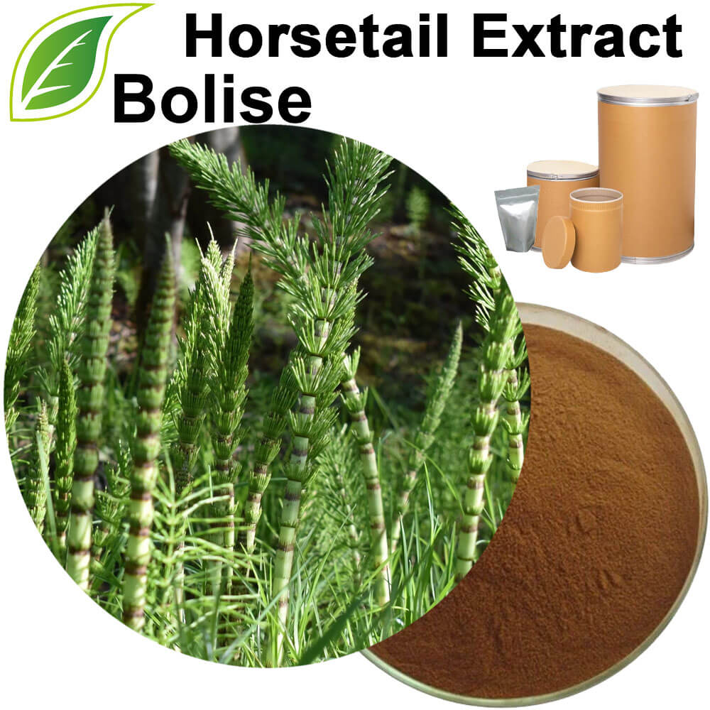 Horsetail Extract