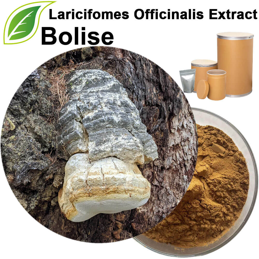 Laricifomes Officinalis Extract