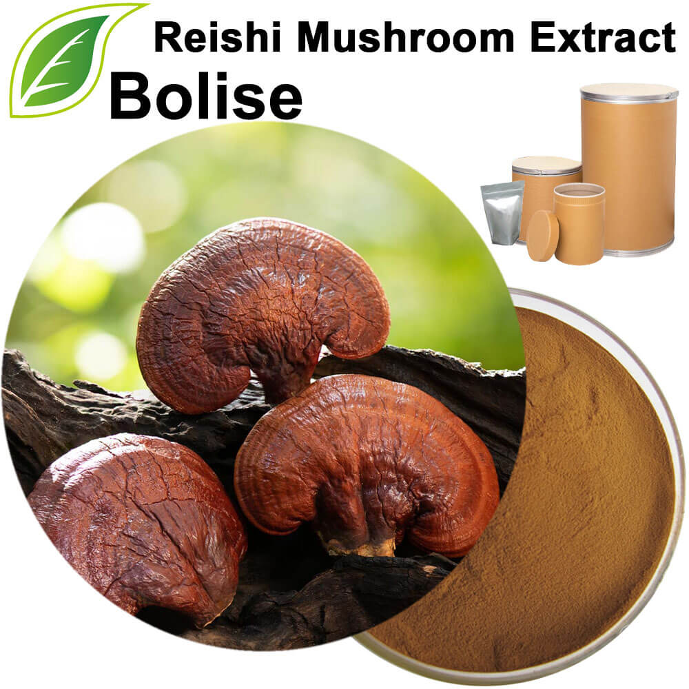 Reishi Mushroom Extract Reishi Mushroom Extract