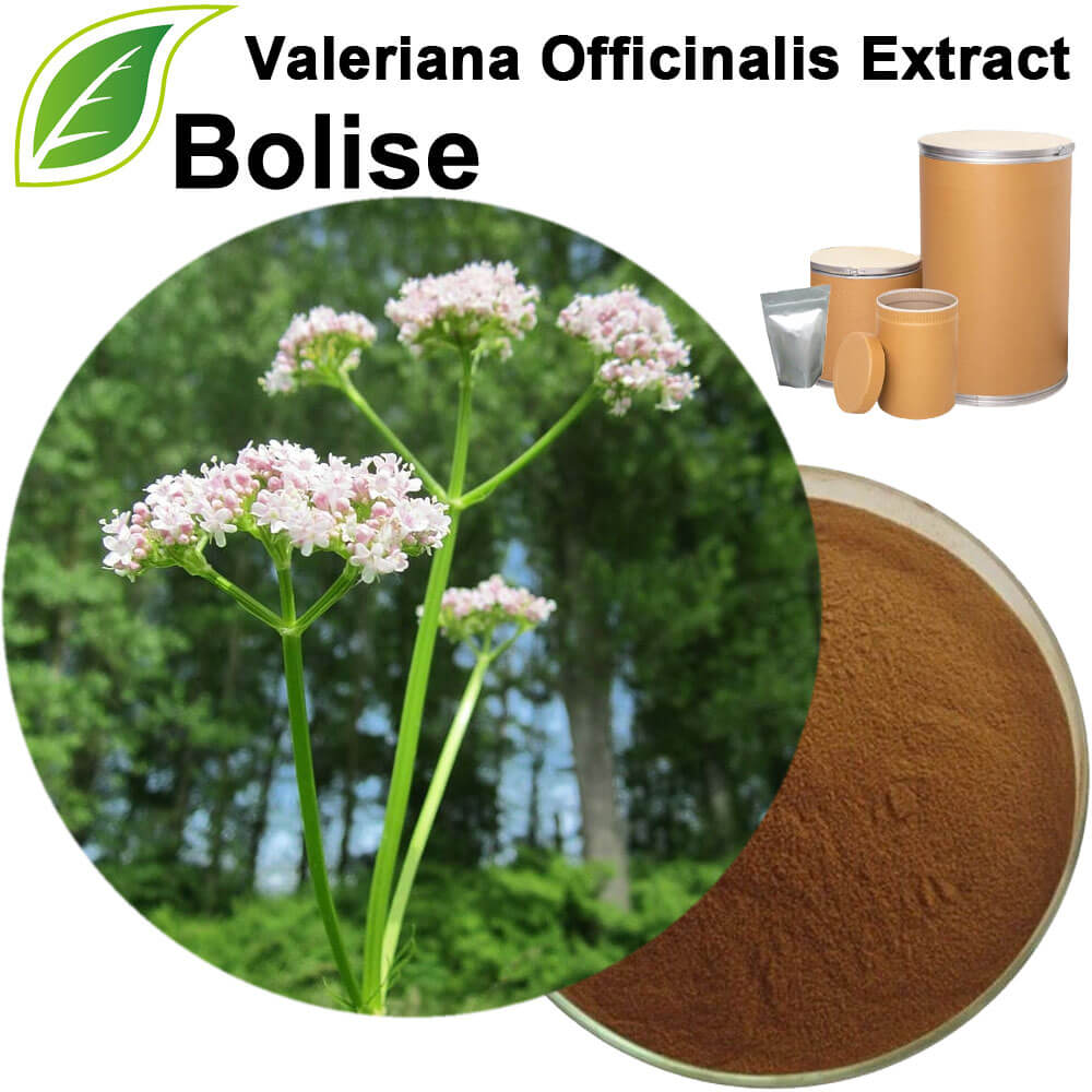 Valerian Extract(Valeriana Officinalis Extract)