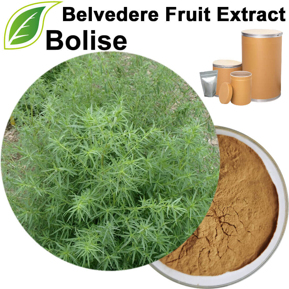 Belvedere Fruit Extract(Fructus Kochiae Extract)