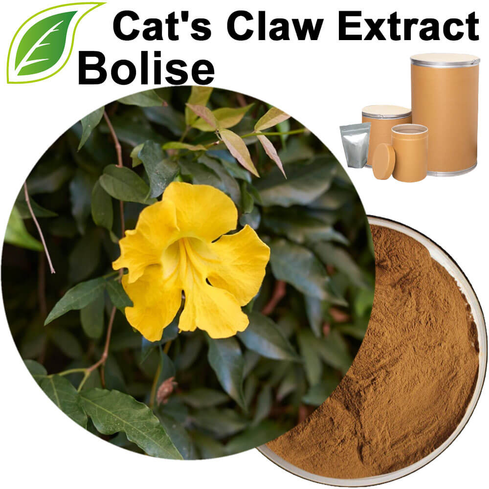 Cat's Claw Extract(Catclaw Buttercup Extract)