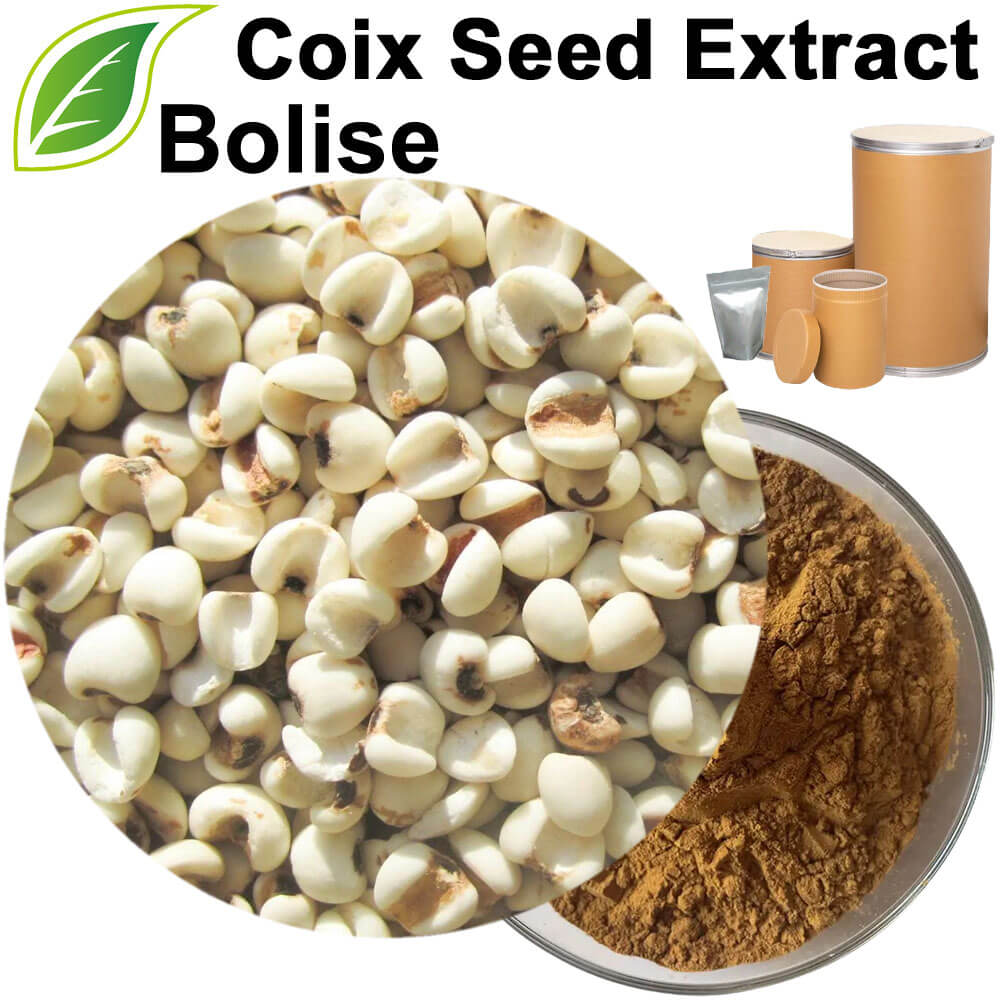 Coix Seed Extract(Job's Tear Seed Extract)