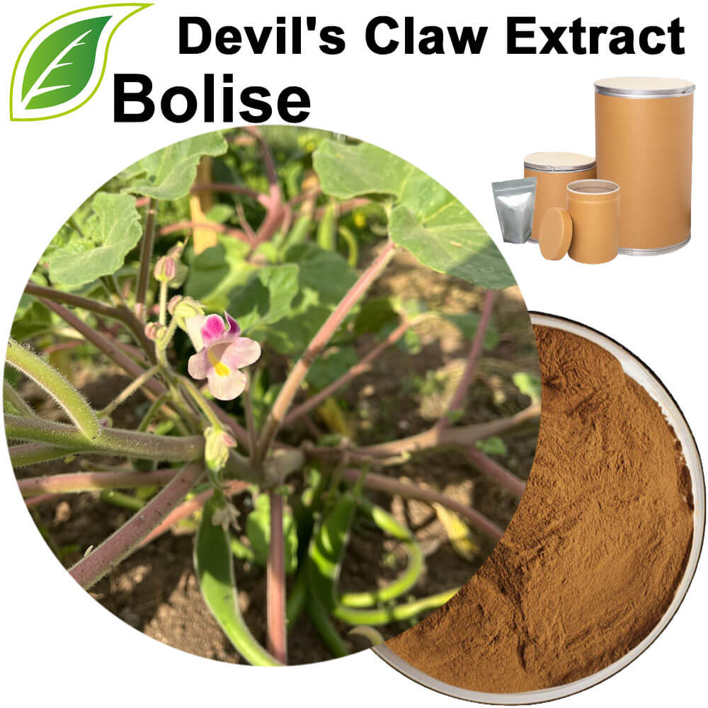 Devil's Claw Extract