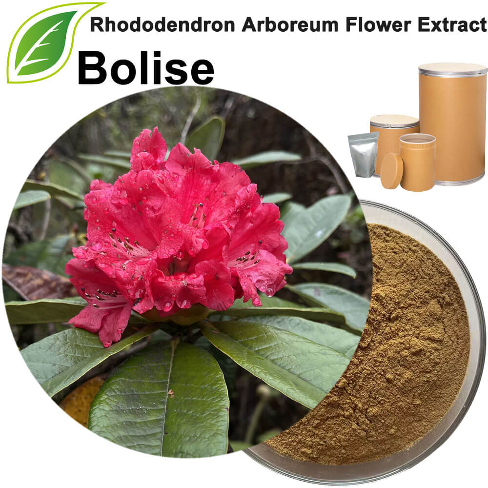 Rhododendron Arboreum Flower Extract