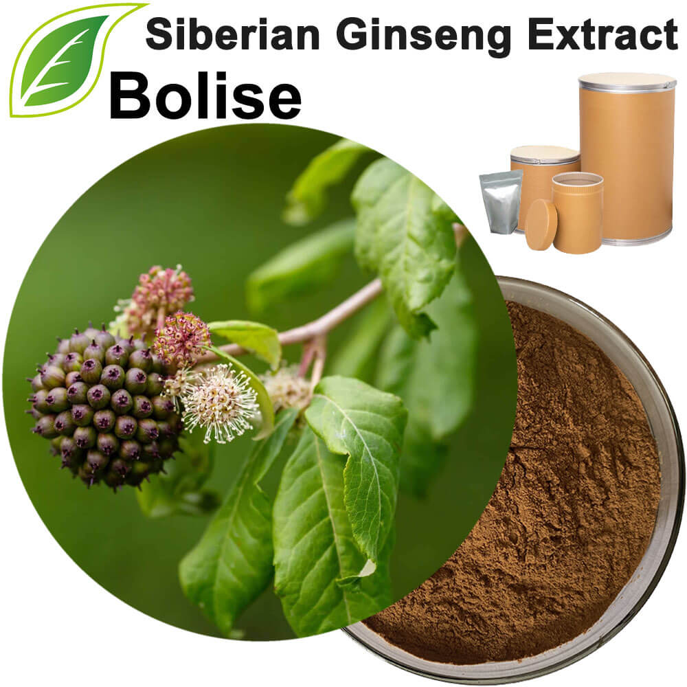 Siberian Ginseng Extract(Eleuthero Extract)