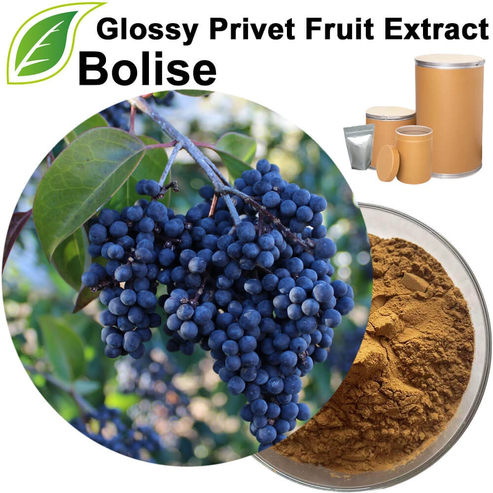 Glossy Privet Fruit Extract