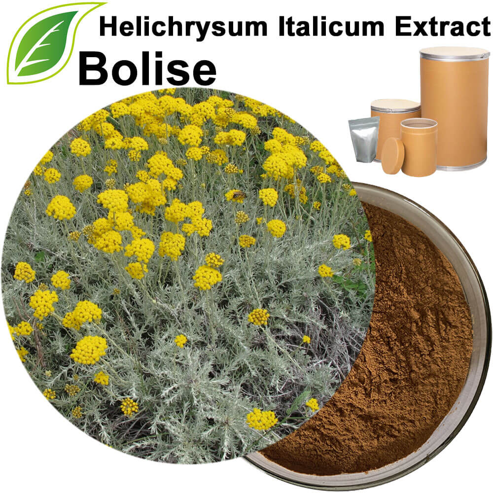 Helichrysum Italicum Extract(Immortelle Extarct)