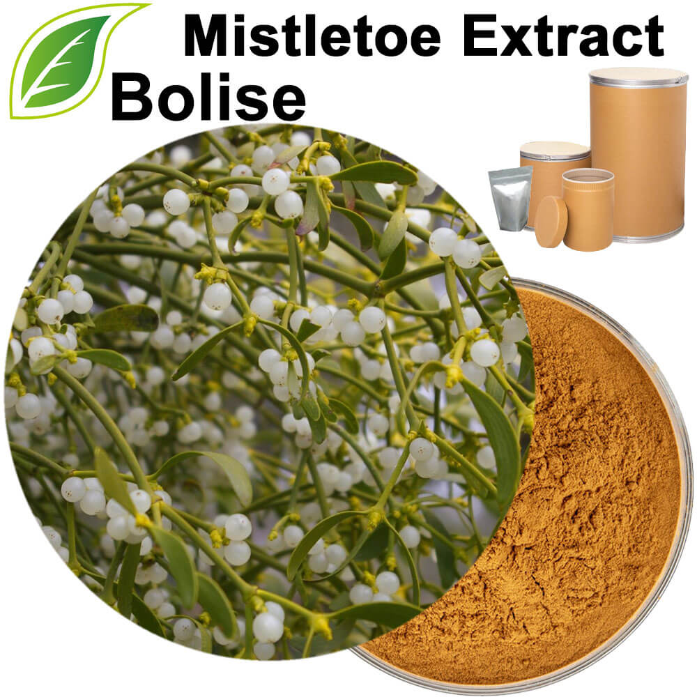 Mistletoe Extract