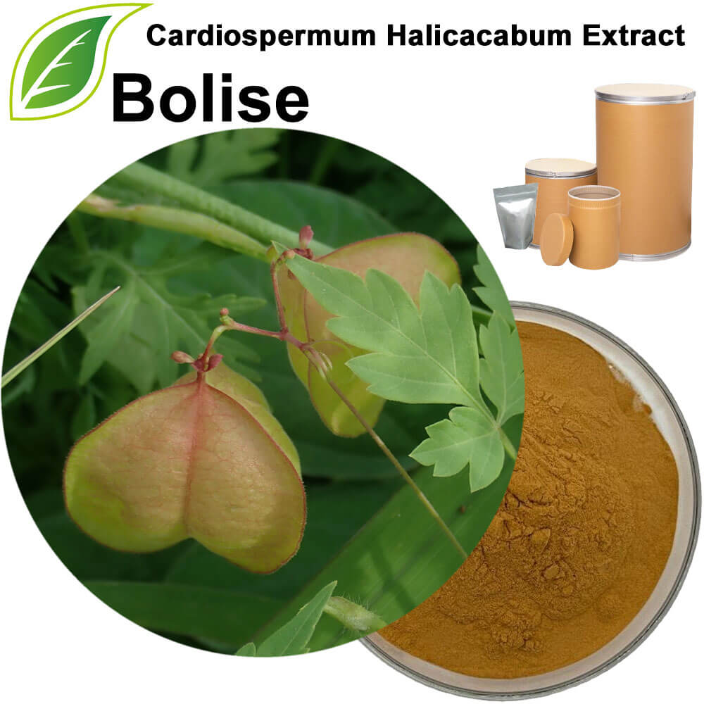 Balloon Vine Extract(Cardiospermum Halicacabum Extract)