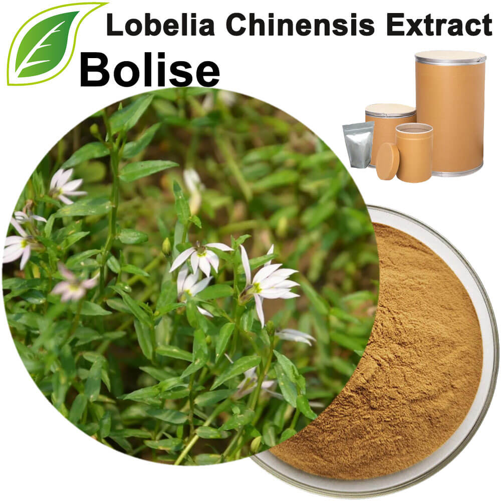 Lobelia Chinensis Extract