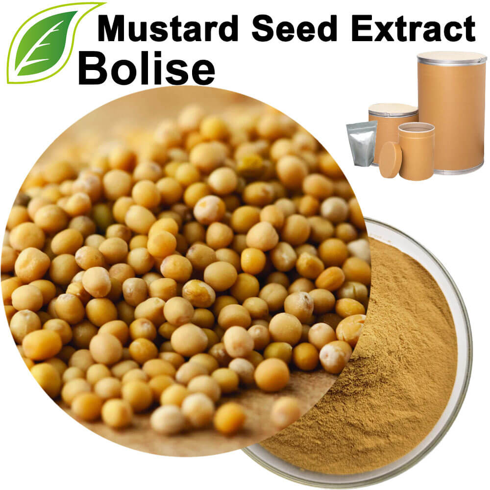 Mustard Seed Extract(Semen Sinapis Extract)