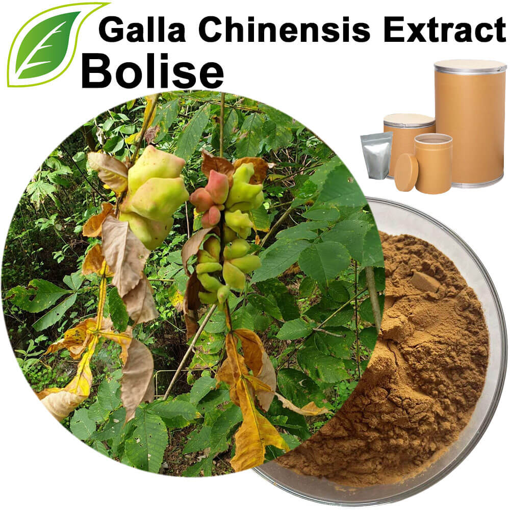 Galla Chinensis Extract
