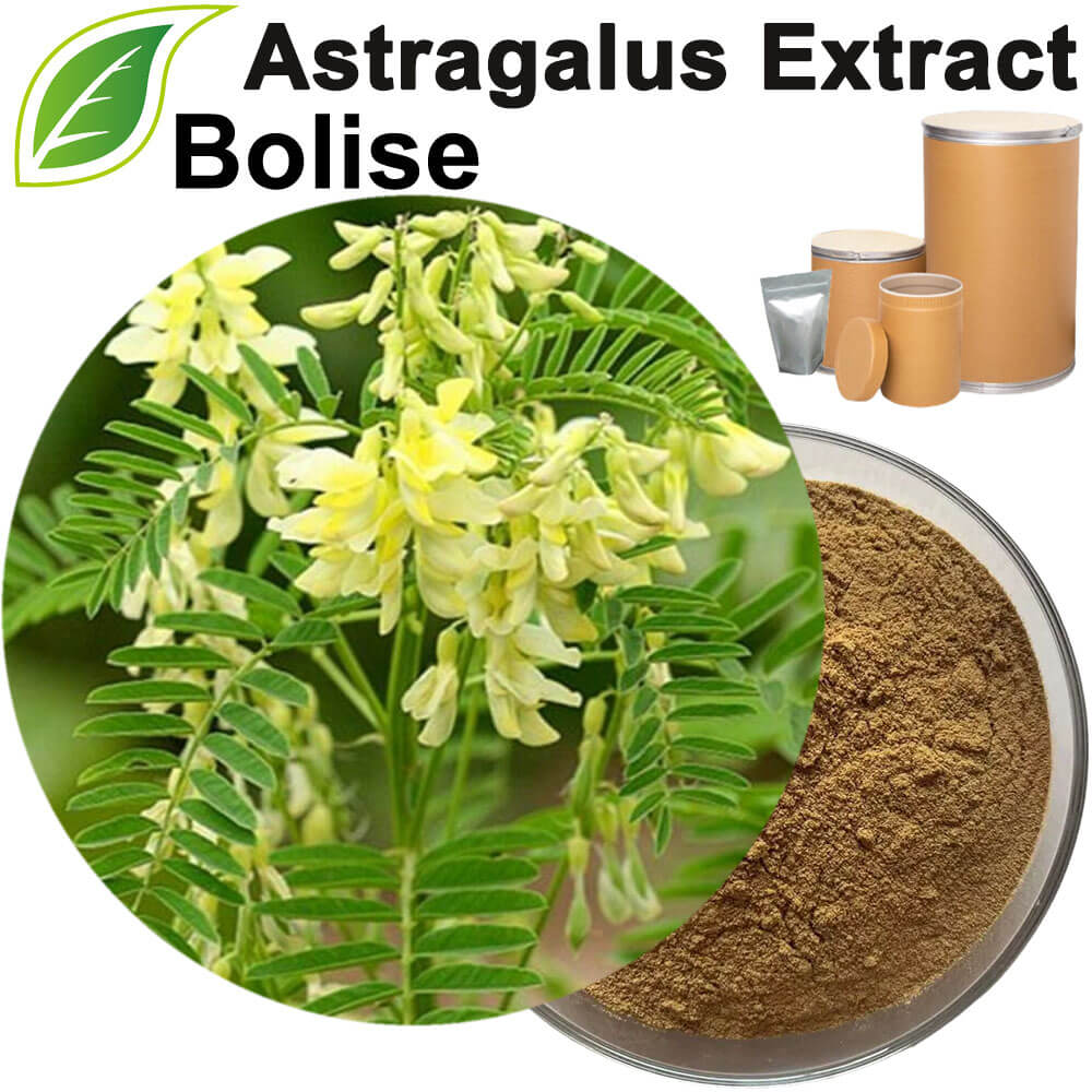 Astragalus Extract