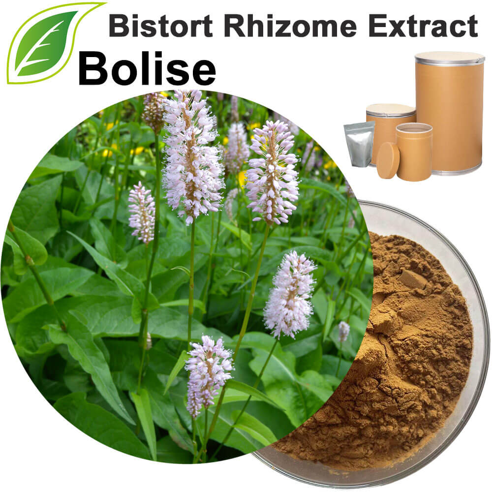 Bistort Rhizome Extract(Rhizoma Bistortae Extract)