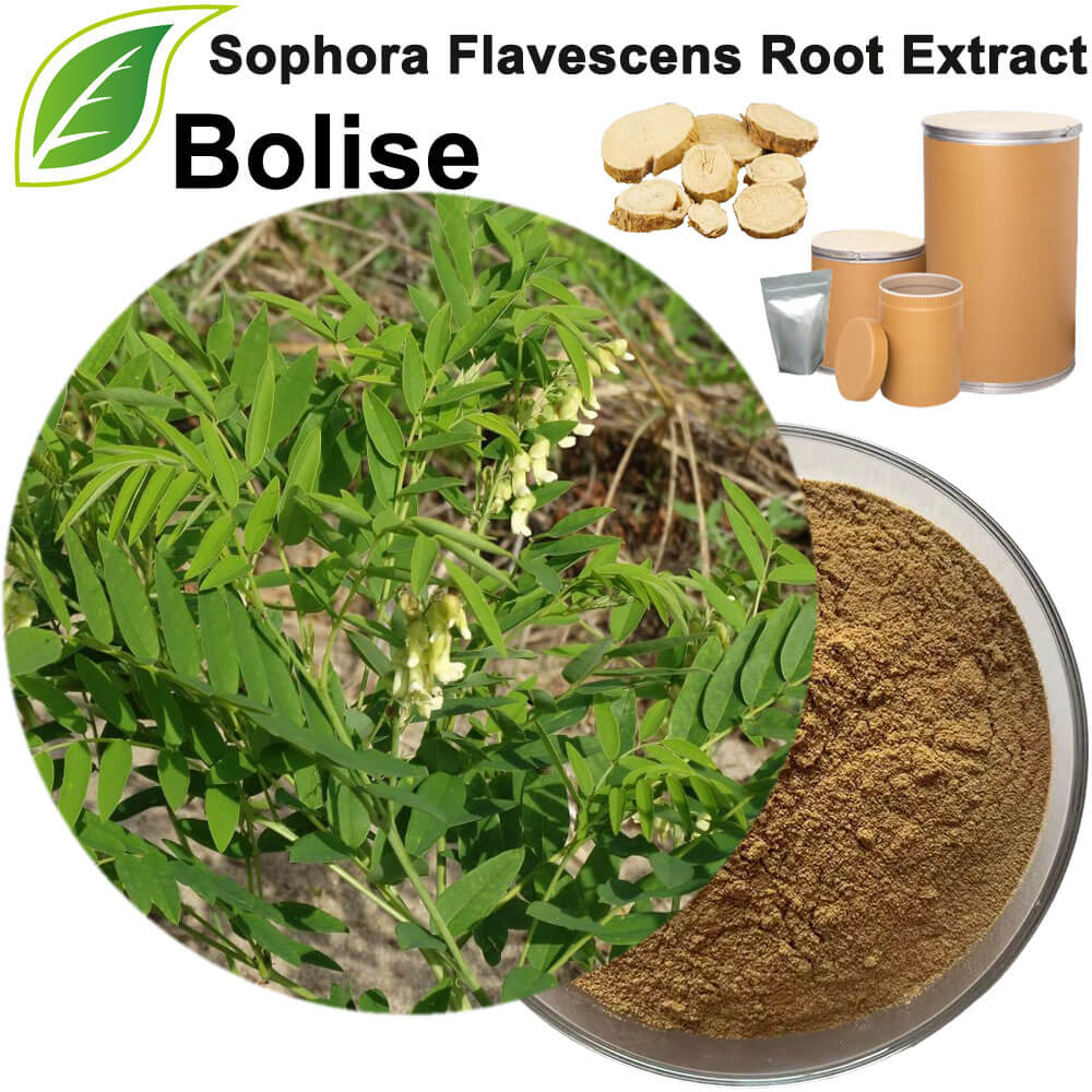 Sophora Flavescens Root Extract