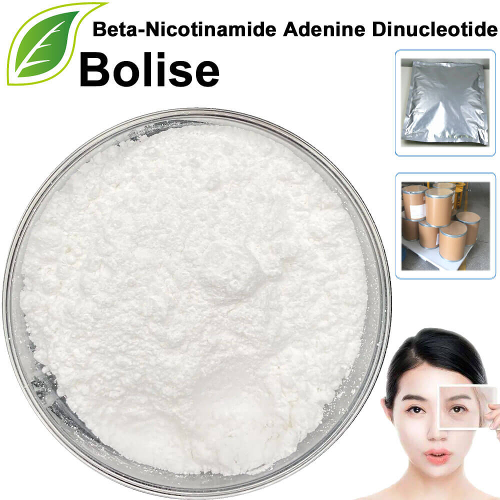Beta-Nicotinamide Adenine Dinucleotide