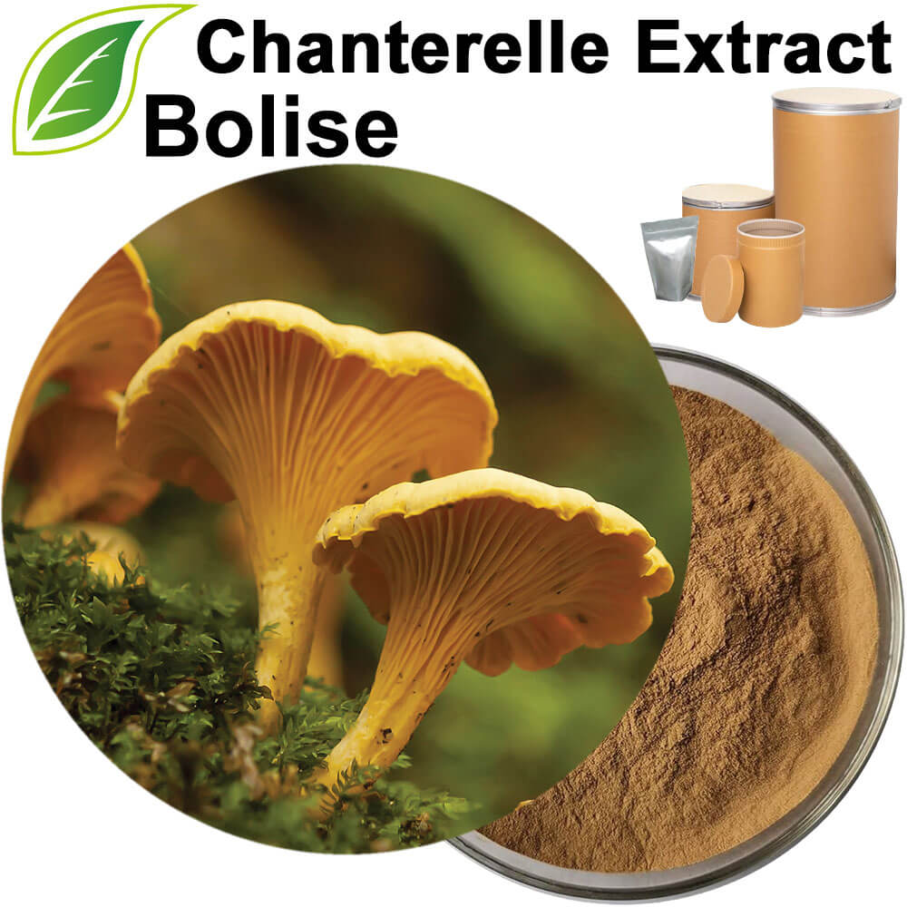 Chanterelle Extract(Cantharellus Cibarius Extract)