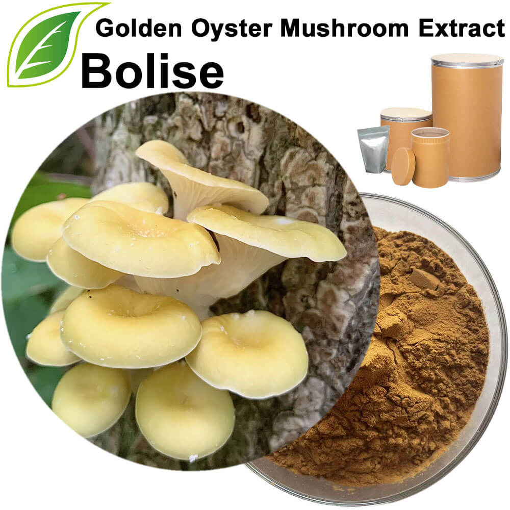 Golden Oyster Mushroom Extract