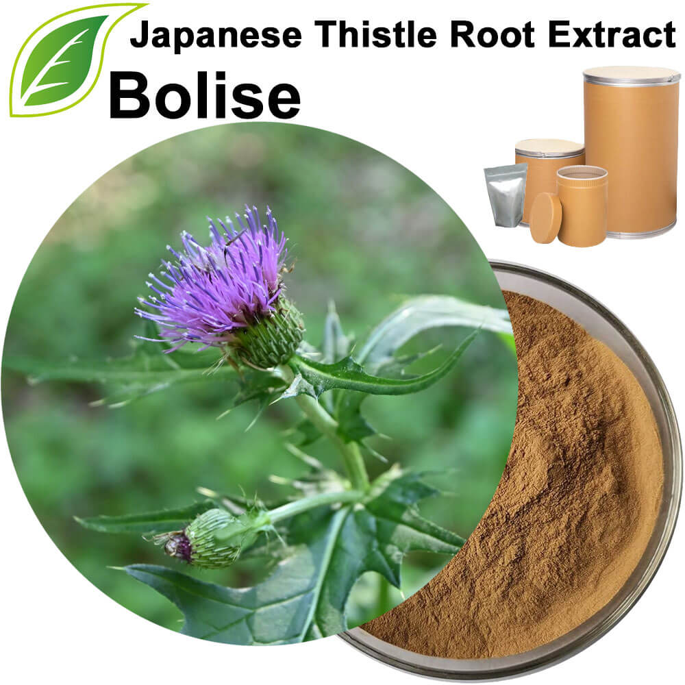 Japanese Thistle Herb Extract(Japanese Thistle Root Extract)